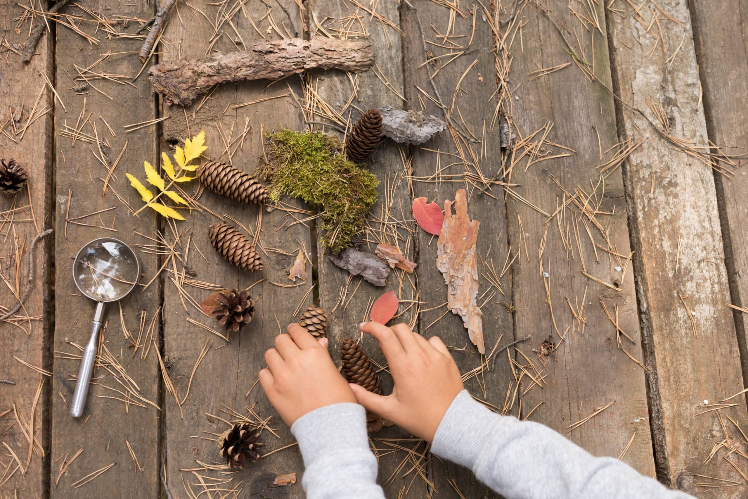 sorting items from nature